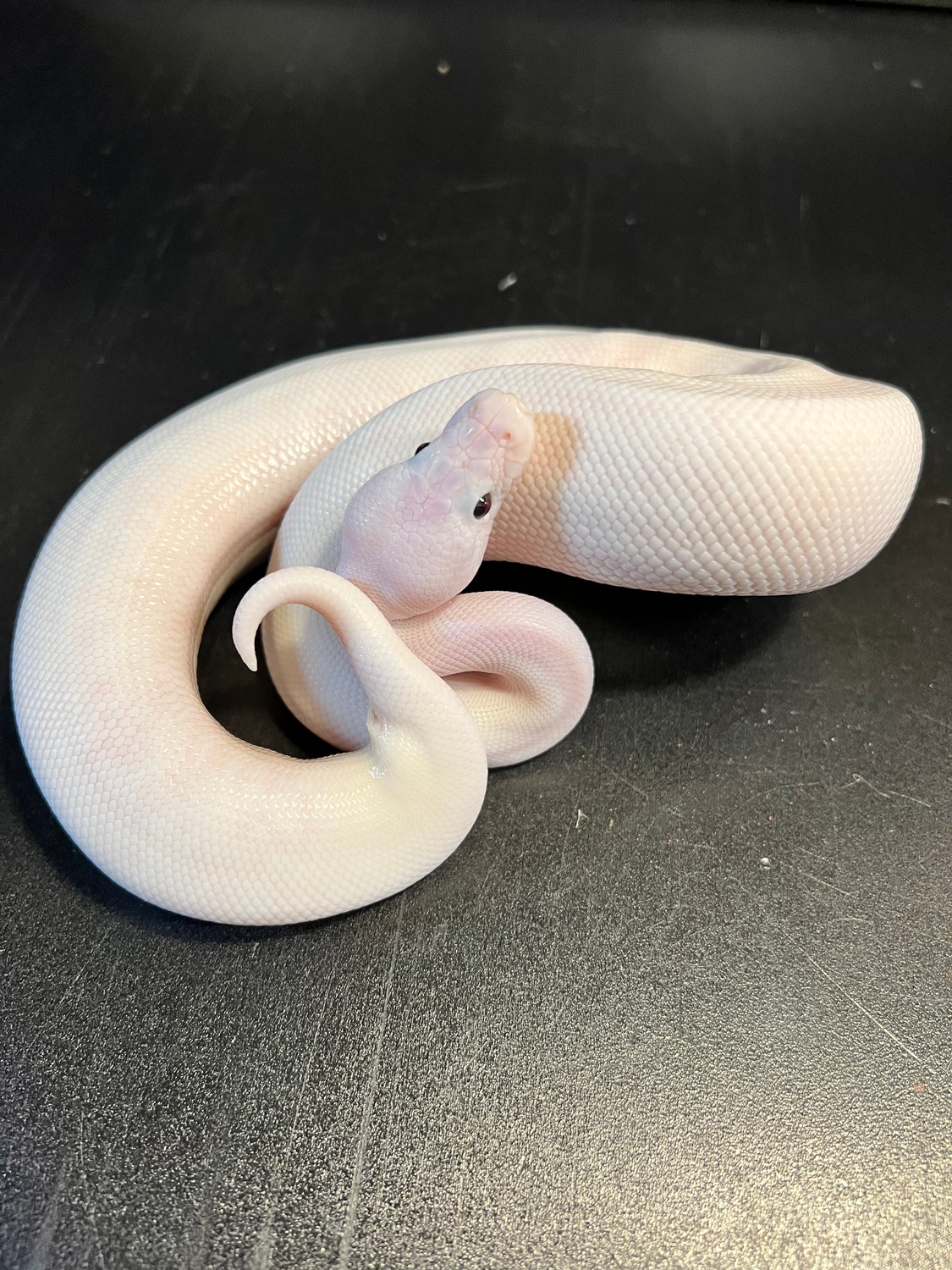 2022 All White Piebald Male Super Lesser Or Lesser Russo Pied Ball ...