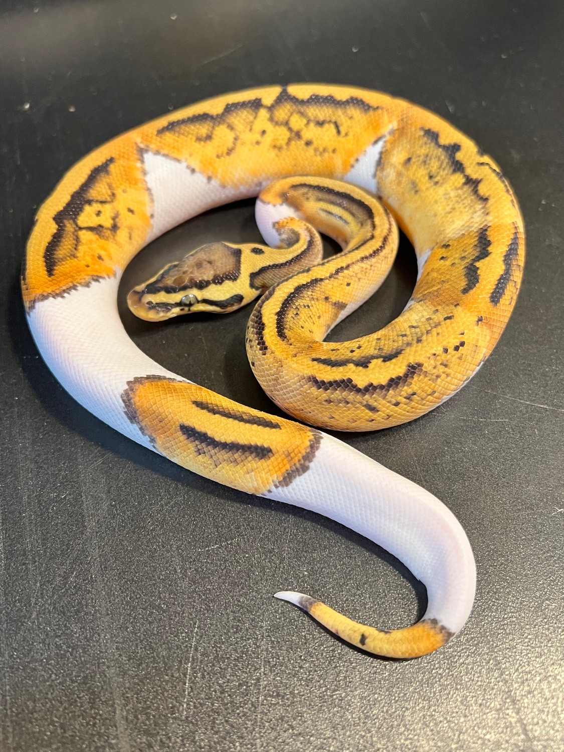 2022 Graffiti Pastel Piebald Het Clown 23 White Female Ball Python by