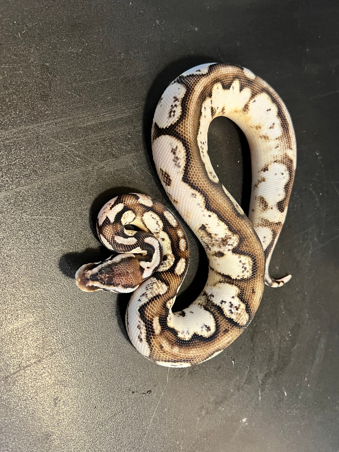 2022 TSK Axanthic Calico Het Piebald Male Ball Python by Ballroom