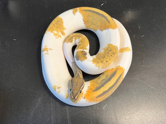 2021 Ghost Metal Flake Pied 58 % White High Expression Female Ball ...