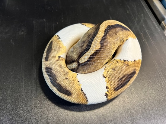 2021 Piebald 30% White Het Metal Flake Female Ball Python by Ballroom ...