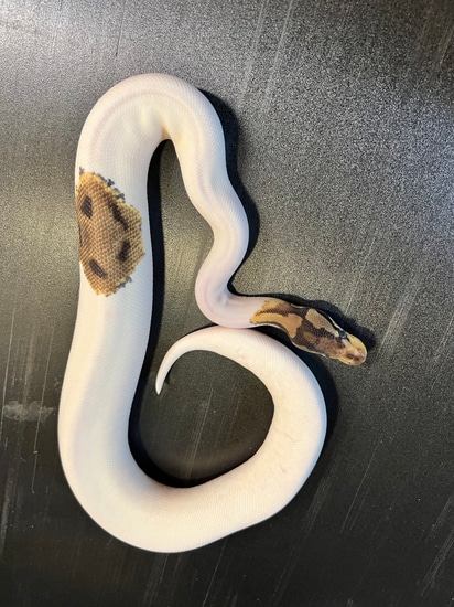 White And Calico Python 2022 Calico Spider Piebald 86% White Het VPI Axantic Female Ball Python ...
