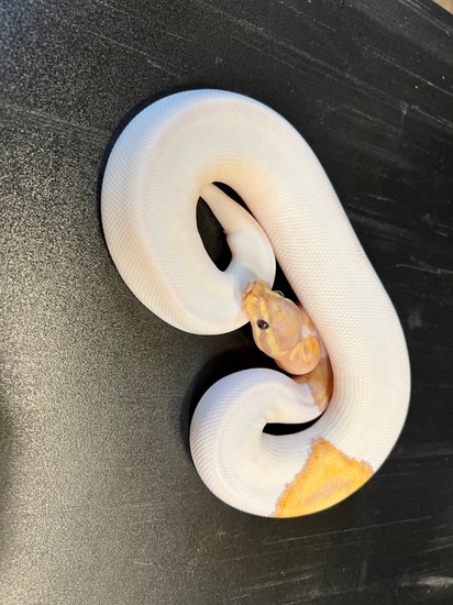 Pastel Banana Piebald 80% White Female Ball Python by Ballroom Pythons ...