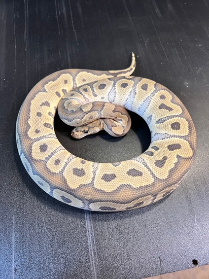 2022 Ghost Clown Female Ball Python by Ballroom Pythons South