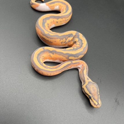 2024 Orange Ghost Piebald 8% White Het Clown Male Ball Python