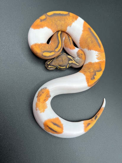 2024 Orange Ghost Piebald 42% White Metal Flake Female Ball Python by ...