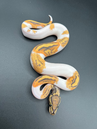 2024 Orange Ghost Metal Flake Piebald 62% White Male Ball Python by ...