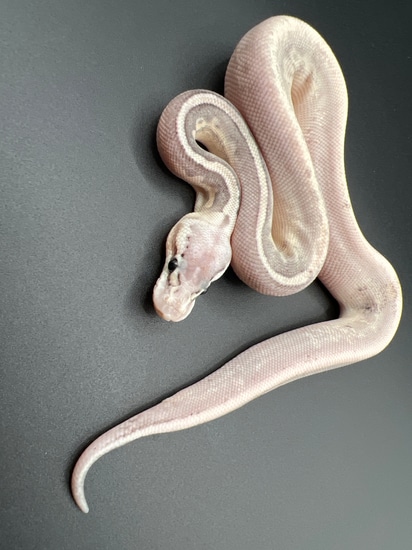 2024 Oreo Blizzard Het Clown Male Ball Python by Ballroom