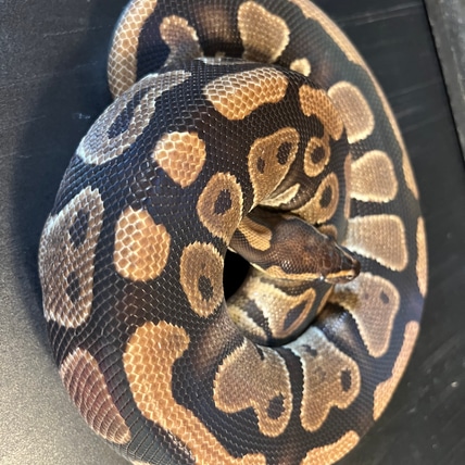2021 Tripple Het Clown Ghost Pied Female Ball Python