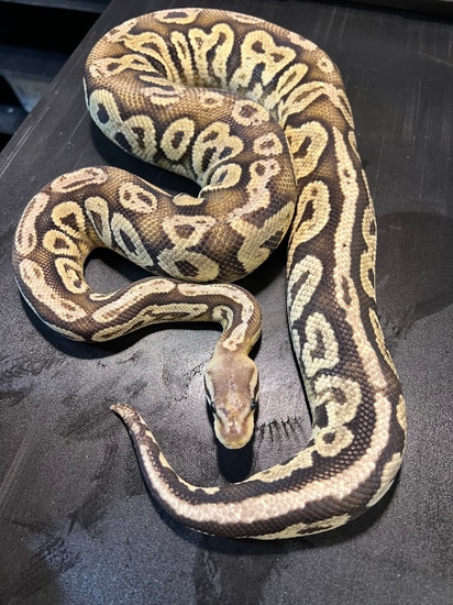 2023 Black Pewter Vanilla Het Orange Ghost Male Ball Python by Ballroom ...