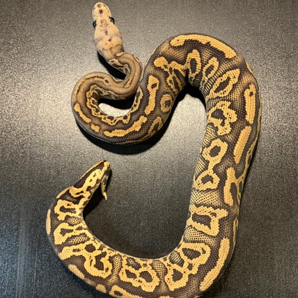 2024 Black Pastel Acid Sulfur Clown Pos Red Stripe Female ** Ball Python
