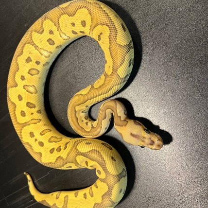 2024 Acid Enchi Butter Poss Black Pastel Clown Male Ball Python