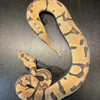 2024 Leopard Acid Enchi Fire Clown Pos Yellowbelly Male Ball Python