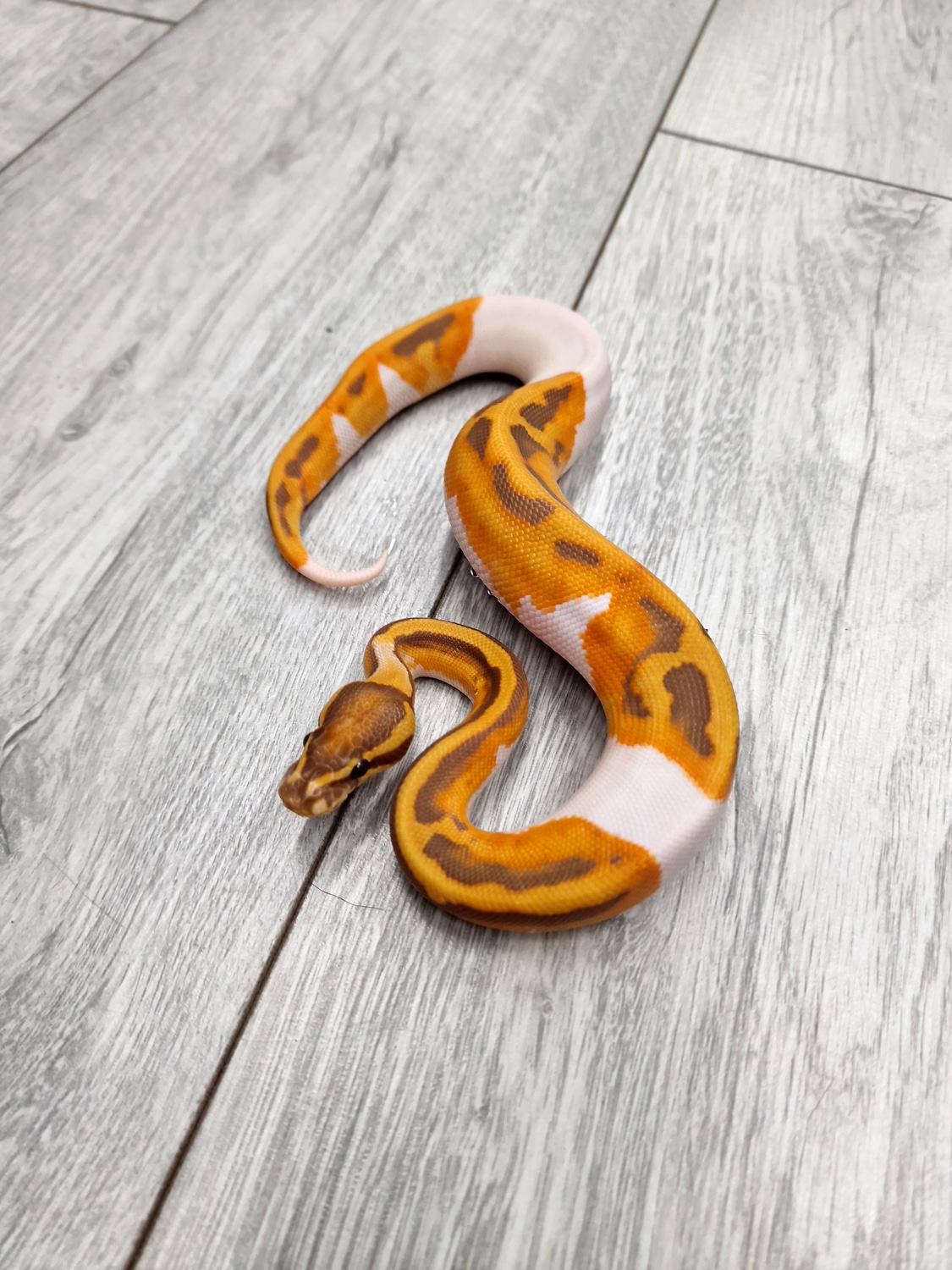 Ultramel Pied Ball Python by Balls2u - MorphMarket