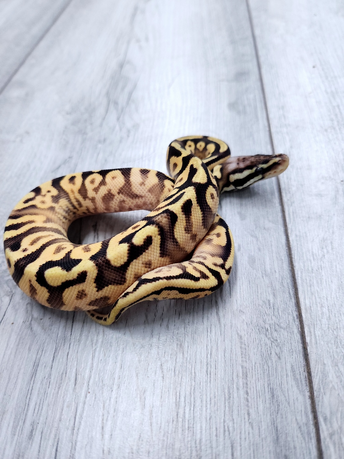 *Spotnose, Enchi, Mojave, Yellow Belly, Pastel Ball Python by Balls2U
