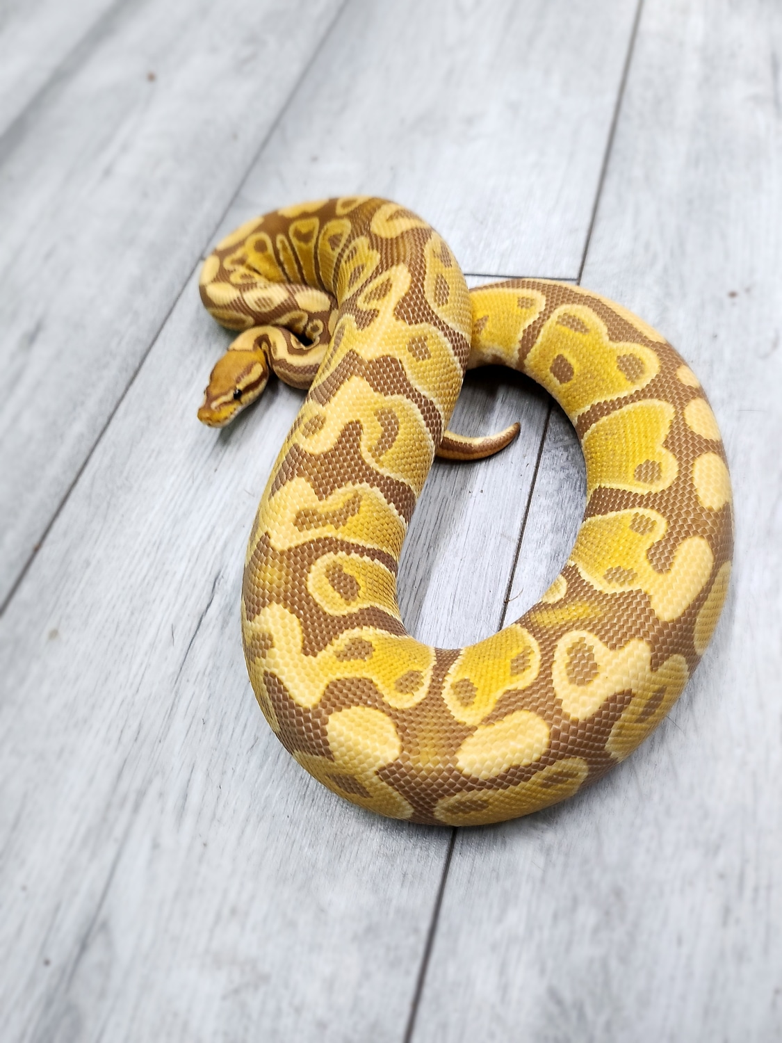 Ultramel Het Sunset Ball Python by Balls2U - MorphMarket