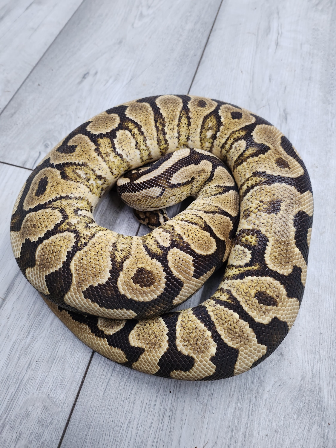 YB RS Spotnose Het Clown Ball Python by Balls2u - MorphMarket