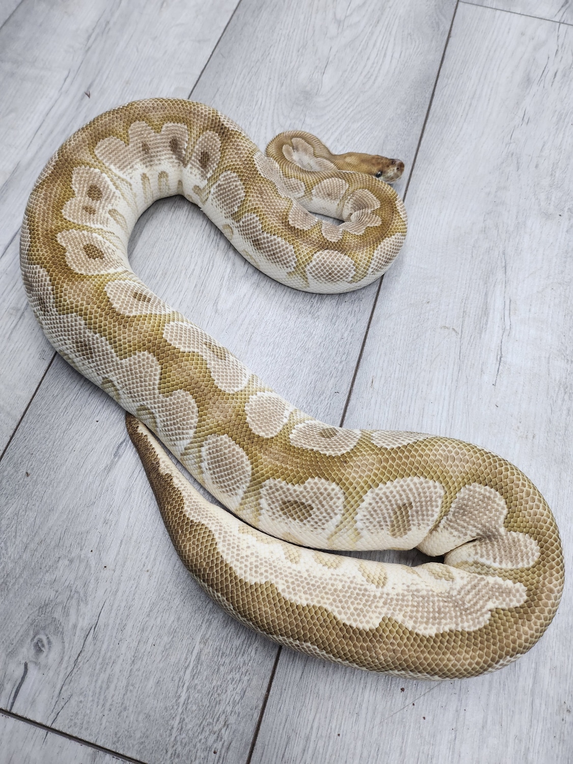 OD Fire Mojave Clown Ball Python by Balls2U - MorphMarket