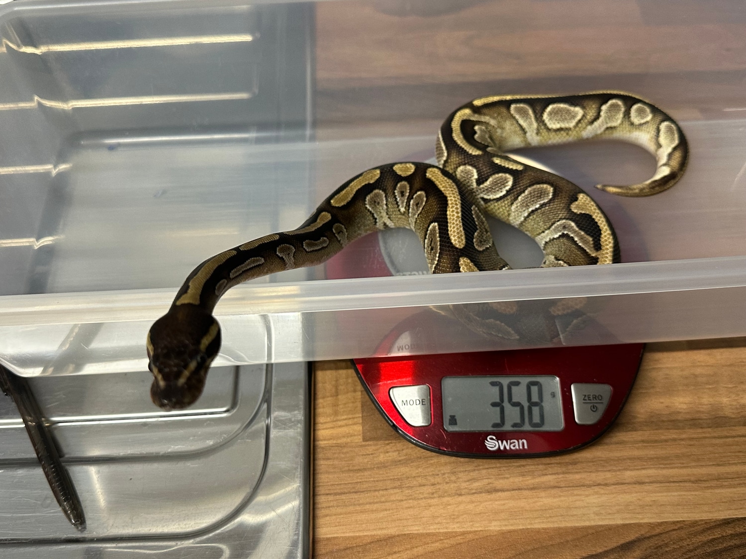 2023 Male Mojave Fire Het Pied Ball Python by Balls Galore UK MorphMarket