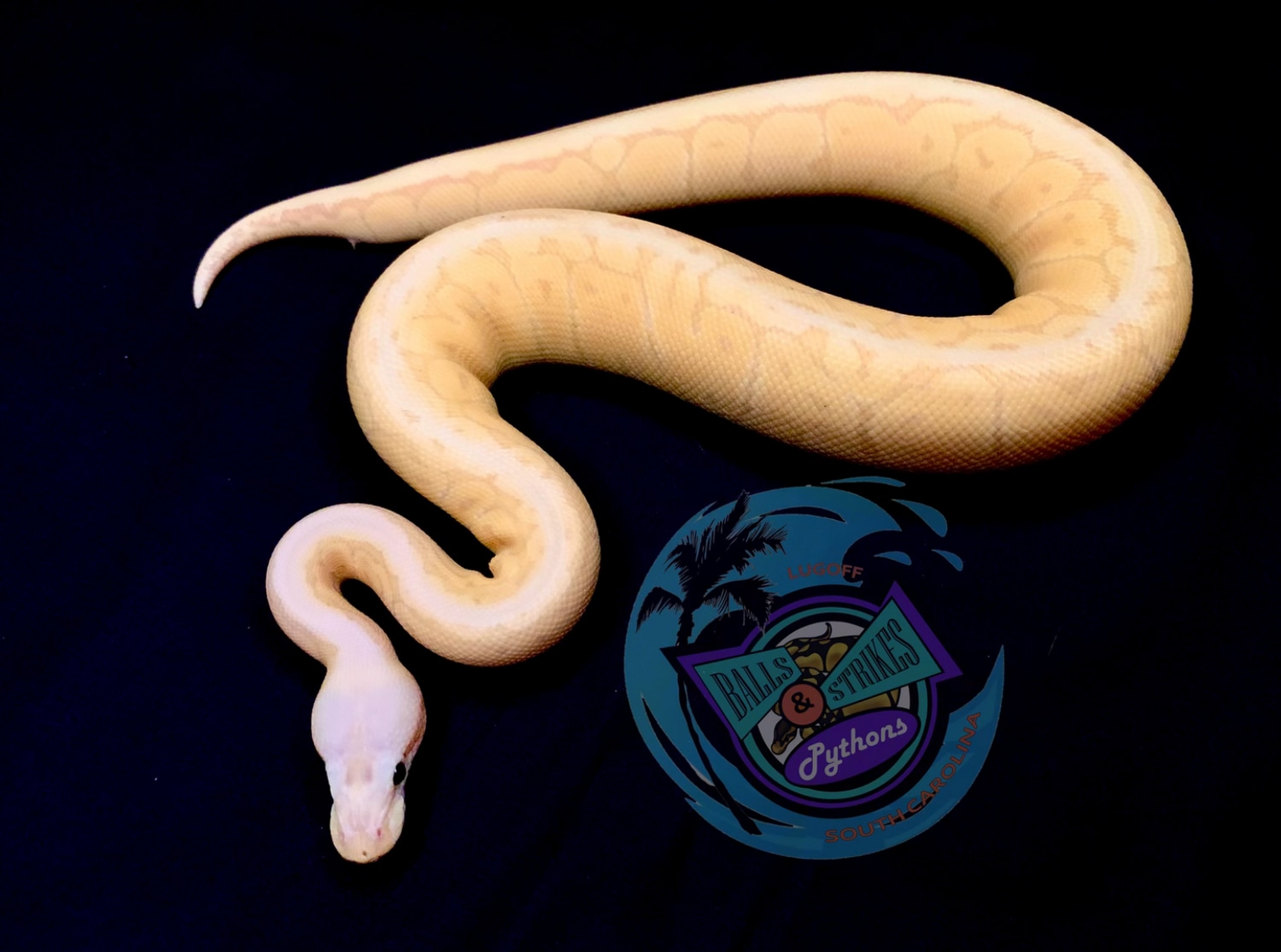 Banana Pastel Fire Pinstripe Het Clown Ball Python by Balls & Strikes Pythons MorphMarket