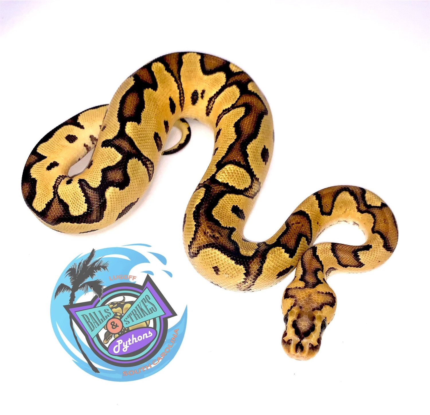 Fire Clown Ball Python by Balls & Strikes Pythons MorphMarket