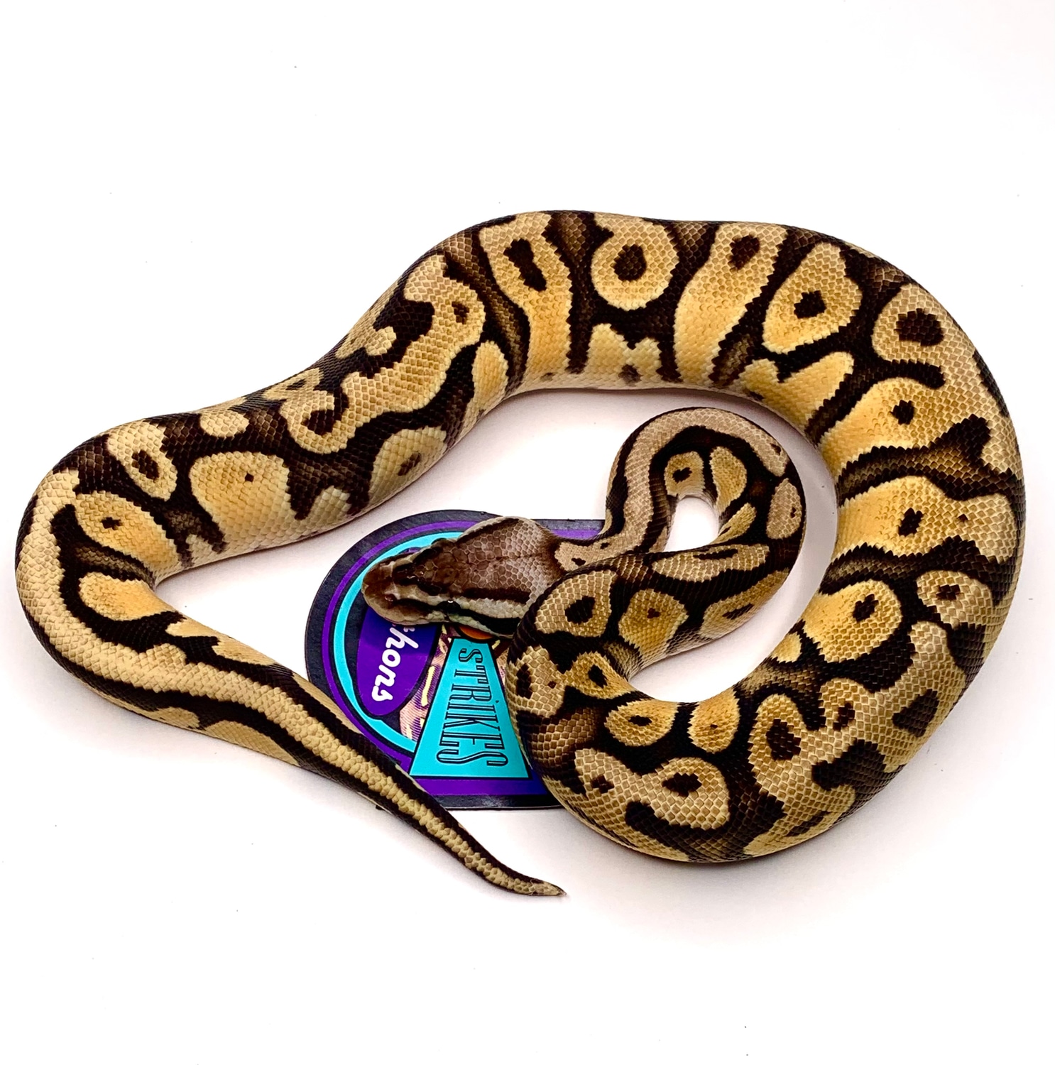 Orange Dream Firefly Ball Python by Balls & Strikes Pythons MorphMarket