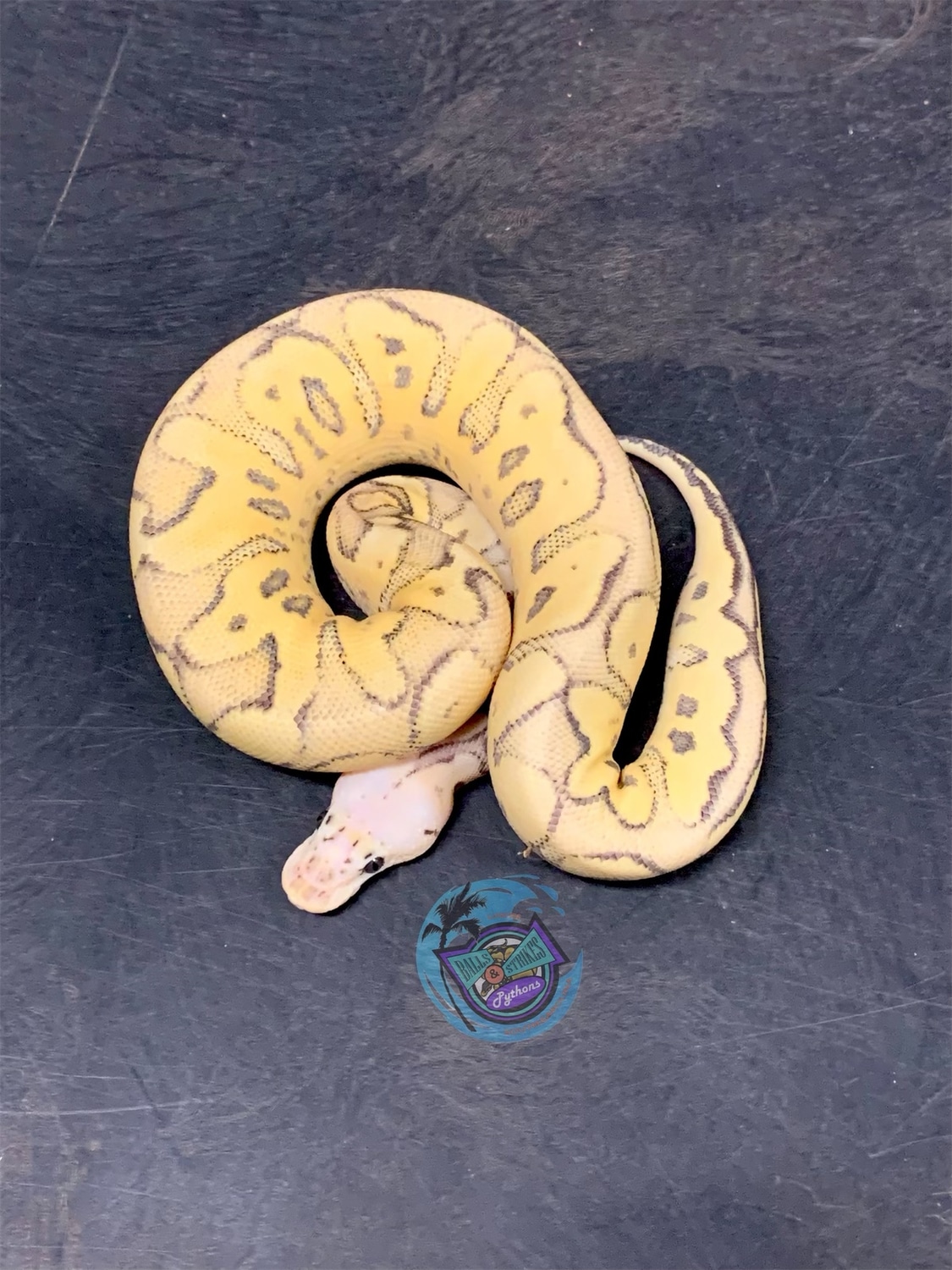 Super Pastel Fire Clown Ball Python by Balls & Strikes Pythons ...