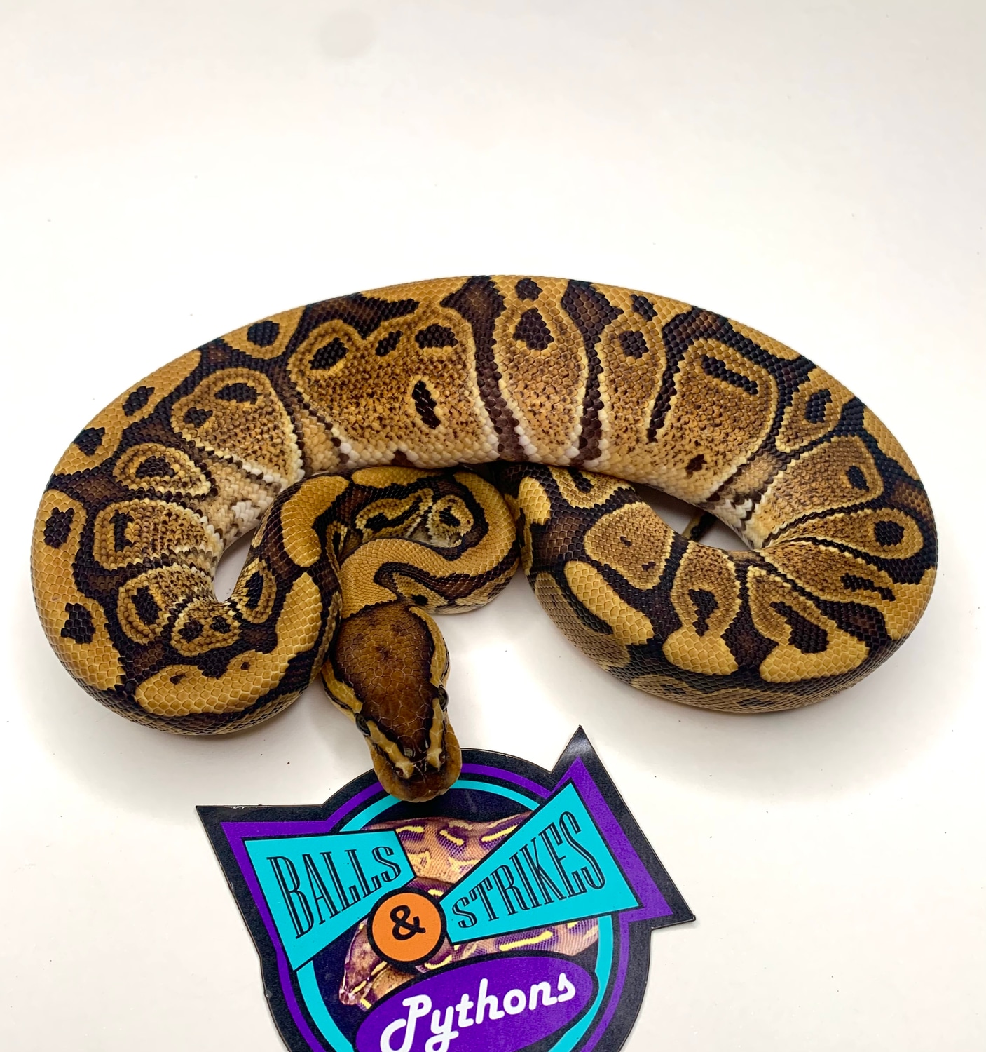 Redstripe Het Clown Ball Python by Balls & Strikes Pythons MorphMarket