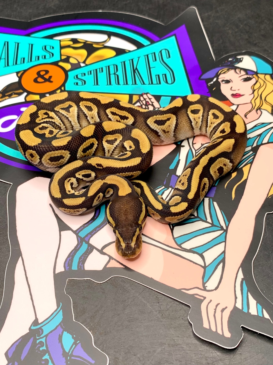 Chocolate Mojave Het Clown Ball Python by Balls & Strikes Pythons MorphMarket