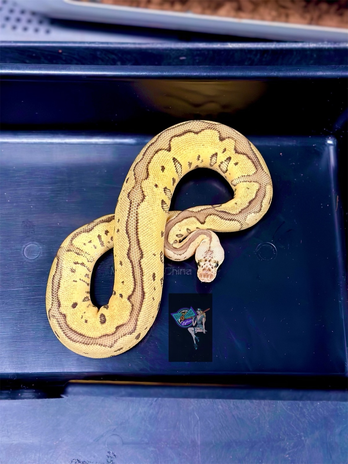 Leopard Firefly Clown Ball Python by Balls & Strikes Pythons MorphMarket
