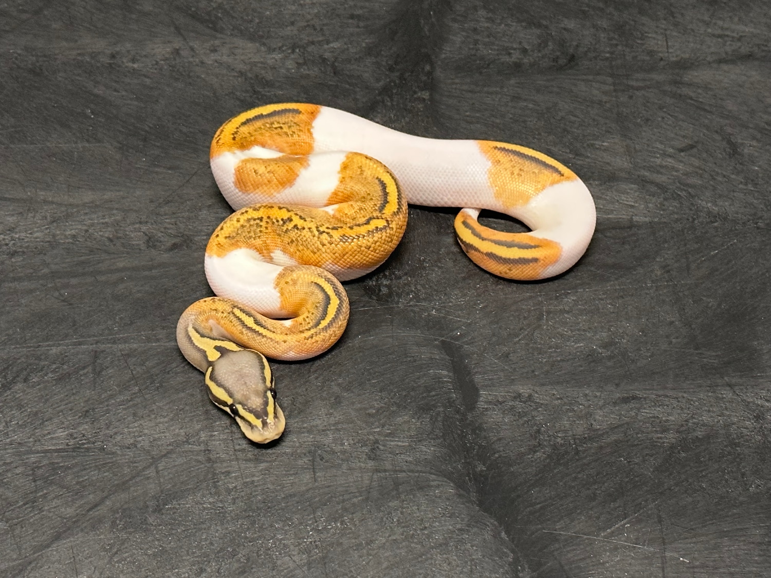 Pastel Hypo Pied Ball Python by Balls & Strikes Pythons MorphMarket