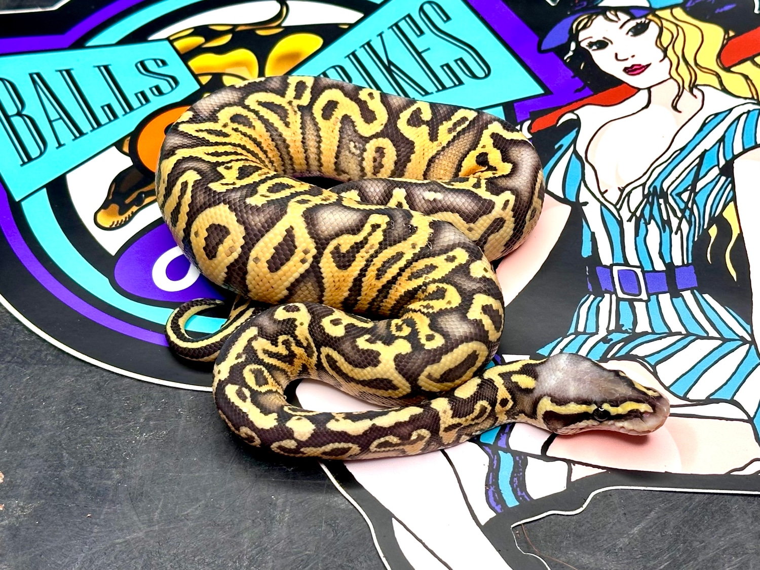 Pastel Lesser Trick Het Clown Poss Phantom Ball Python by Balls ...