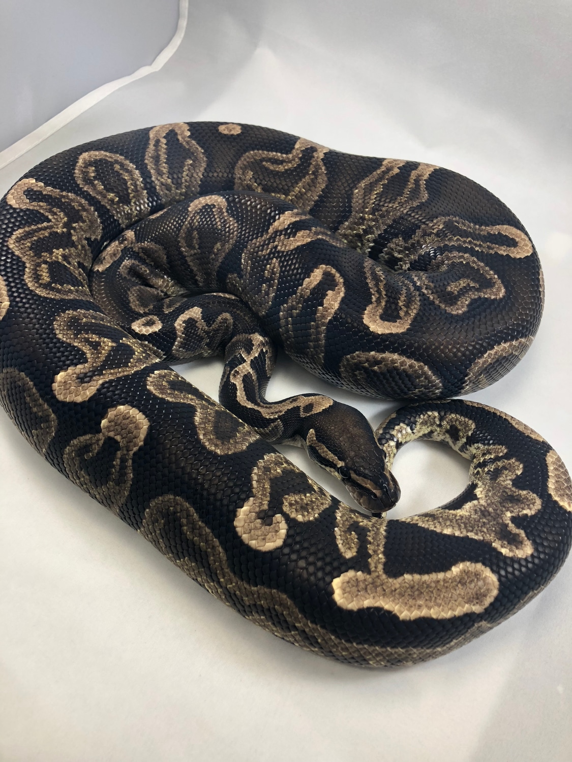 Ghi Trick Ball Python by Balls Deep Reptiles LLC - MorphMarket