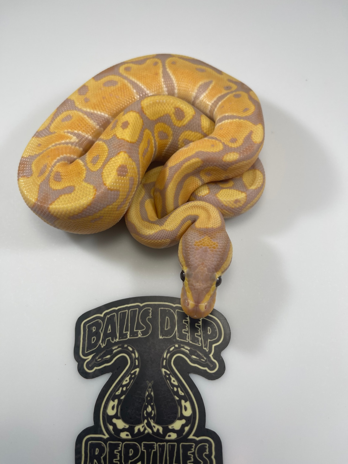 Coral Glow / Banana Blade 100 Het Clown Ball Python by Balls Deep