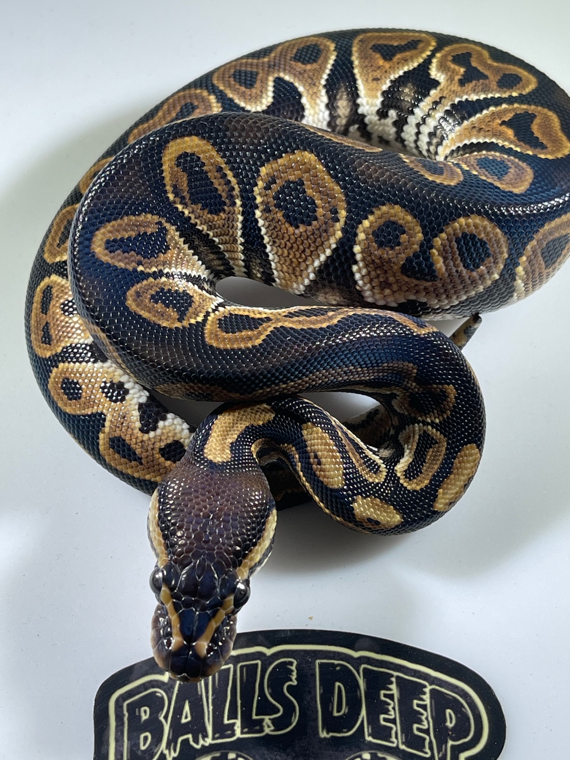 Black Pastel Het Desert Ghost Pos Het Ghost And Trick Ball Python by