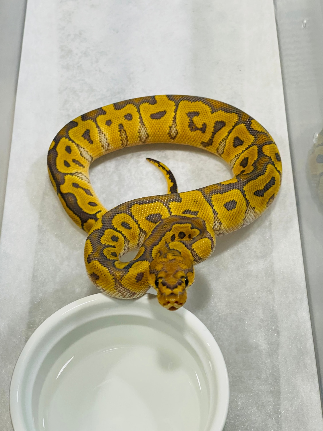 Hypo Clown Ball Python by Balls Deep Reptiles LLC MorphMarket