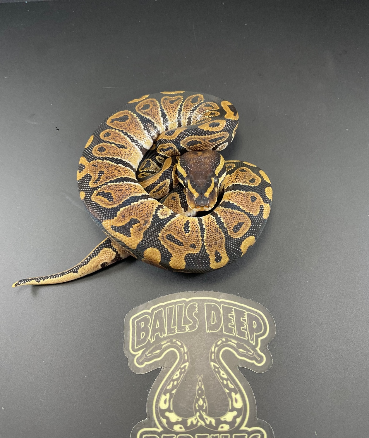 Trick Ball Python by Balls Deep Reptiles LLC - MorphMarket