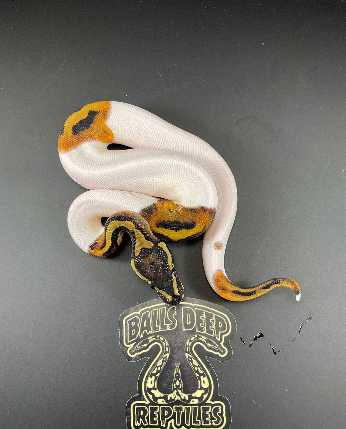 Pied Ball Python by Balls Deep Reptiles LLC MorphMarket