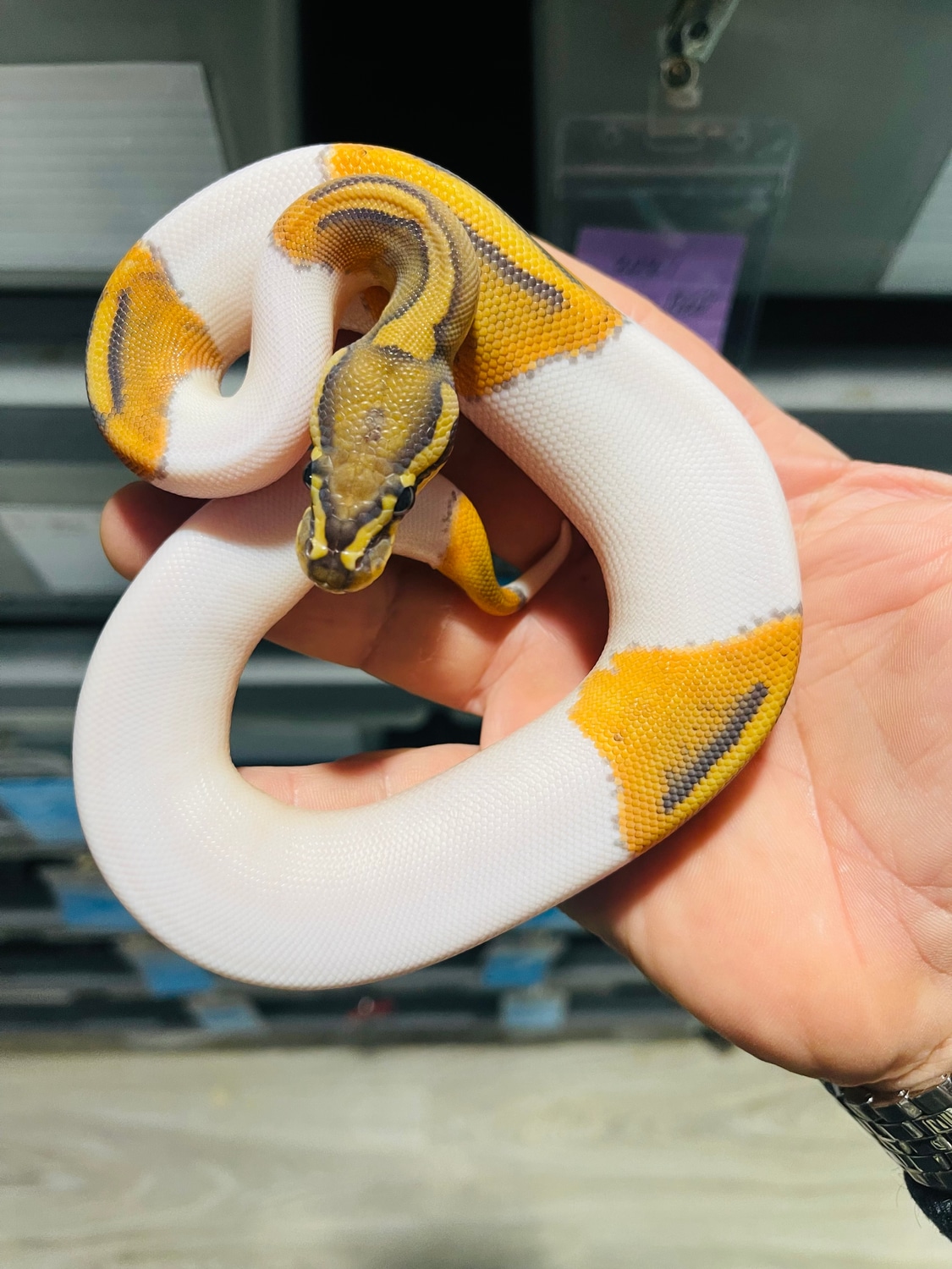 Hypo Pied ( OG Line ) Ball Python by Balls Deep Reptiles LLC - MorphMarket