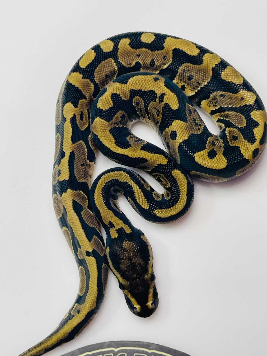Acid Het Hypo Ball Python by Balls Deep Reptiles LLC - MorphMarket