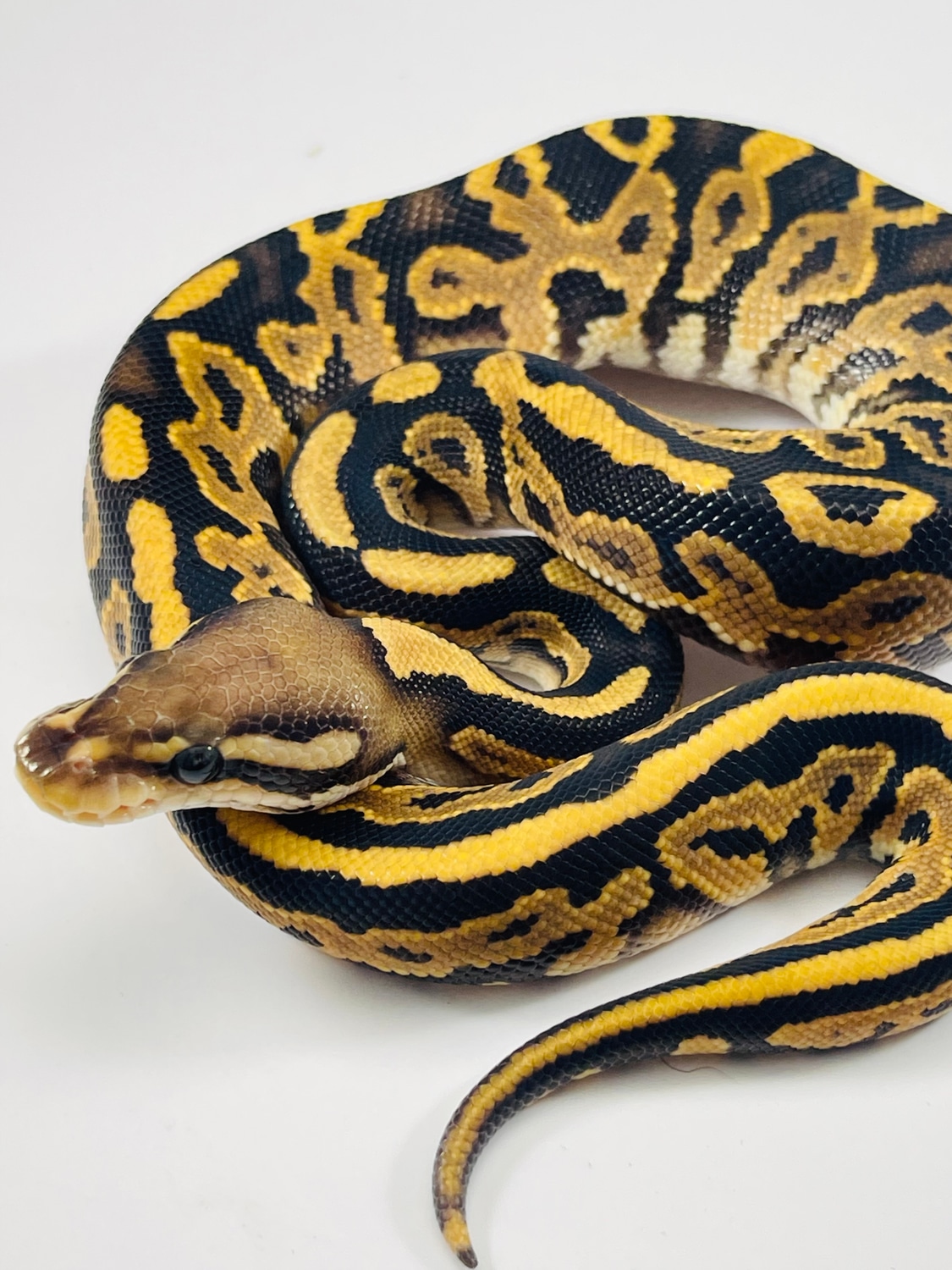 Black Pastel Vanilla Ball Python by Balls Deep Reptiles LLC - MorphMarket