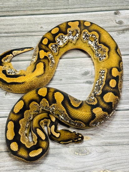 OD BP Enchi Calico Ball Python by Balls Deep Reptiles LLC