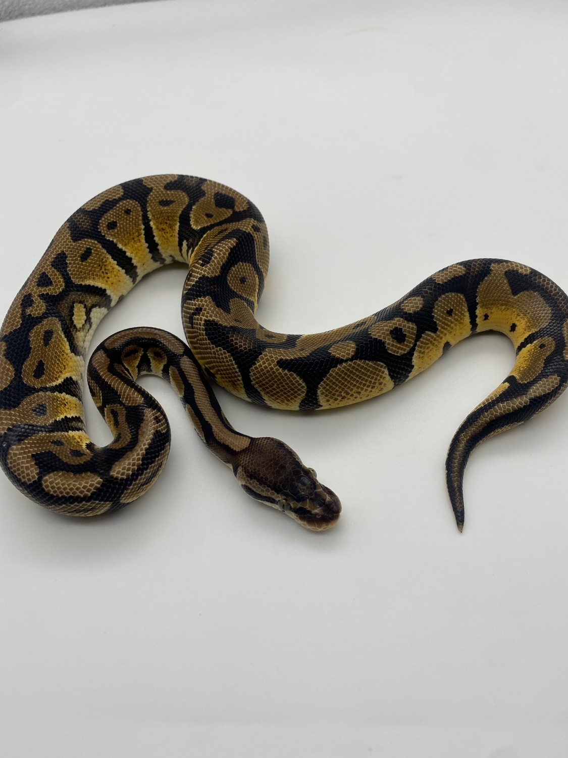 Pastel 100%het Candy Ball Python by @SpendMoneyOnBalls - MorphMarket