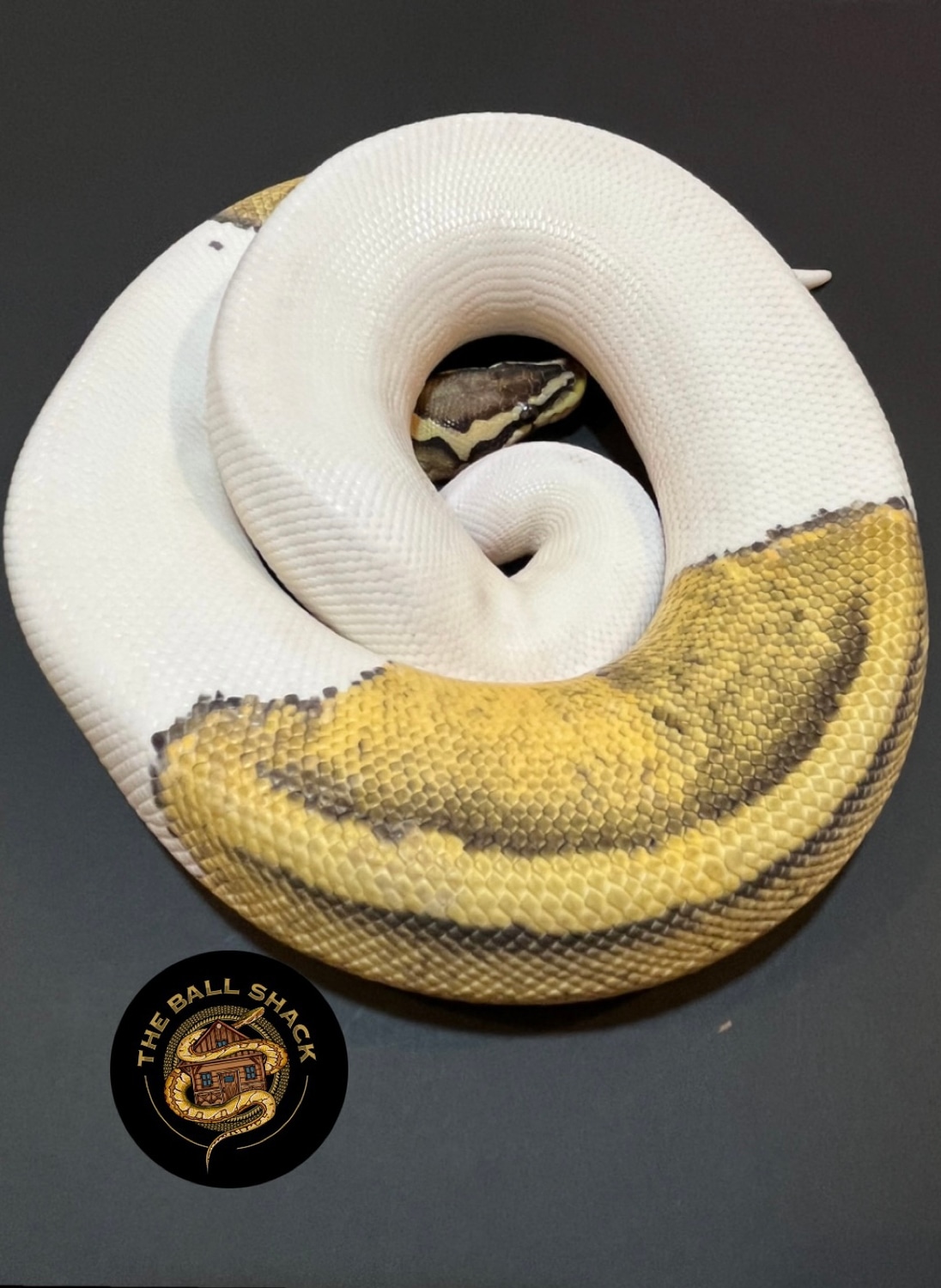 Pastel Pied Ball Python by The Ball Shack - MorphMarket