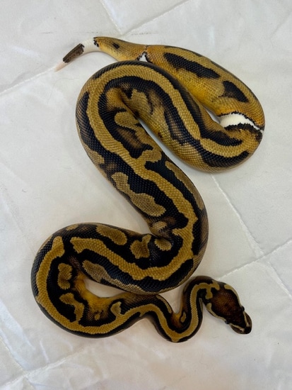 Genex Ball Python YELLOW BELLY PIED 50% Het ALBINO Pos GeneX Ball Python by Ball's InThe Bush