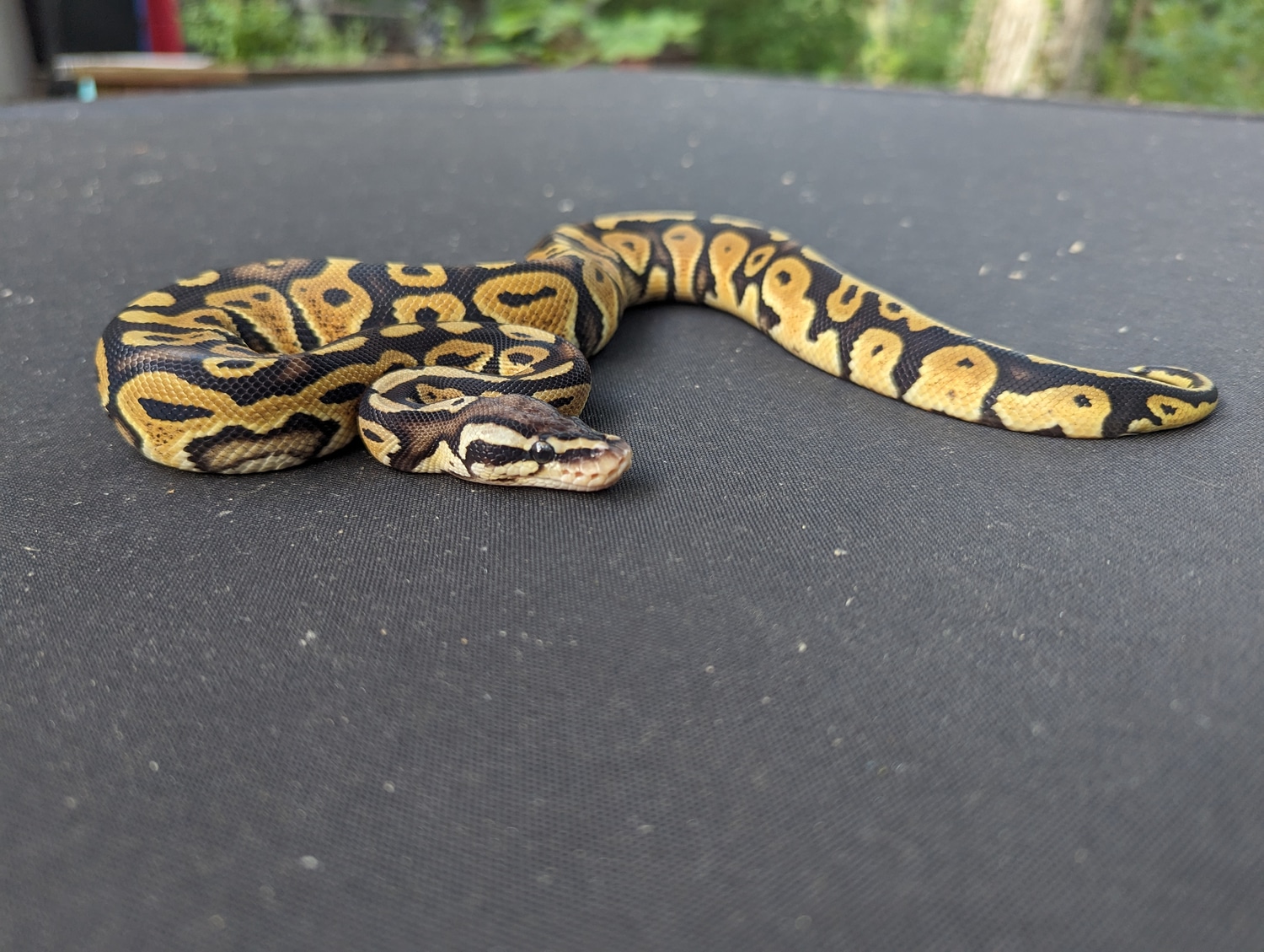 Het Red Axanthic Pastel Ball Python by Balls N Potions - MorphMarket