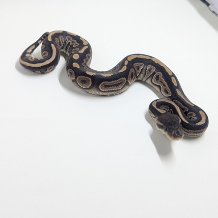 Cinnamon Poss Striker Male 25c1bp-4 Ball Python