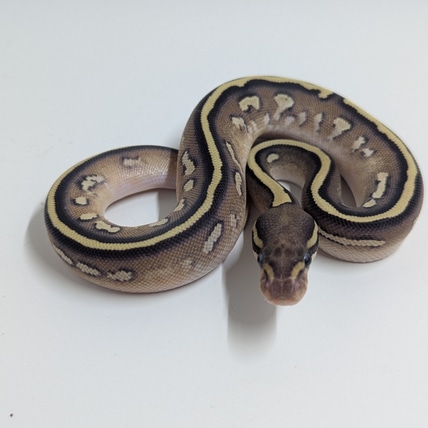 GHI Mojave Yellow Belly Fire Ball Python
