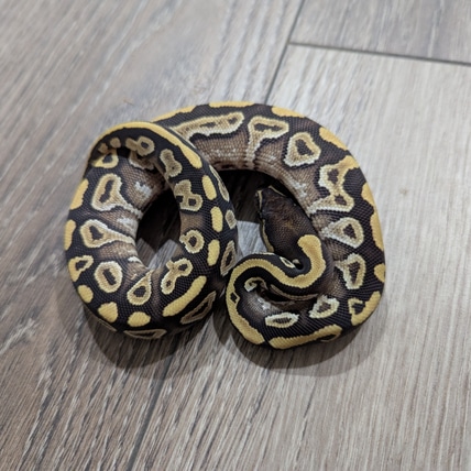 Mojave Yellow Belly Ball Python