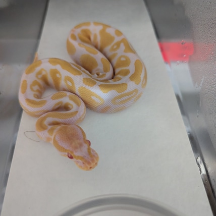 Albino Het Piebald Ball Python